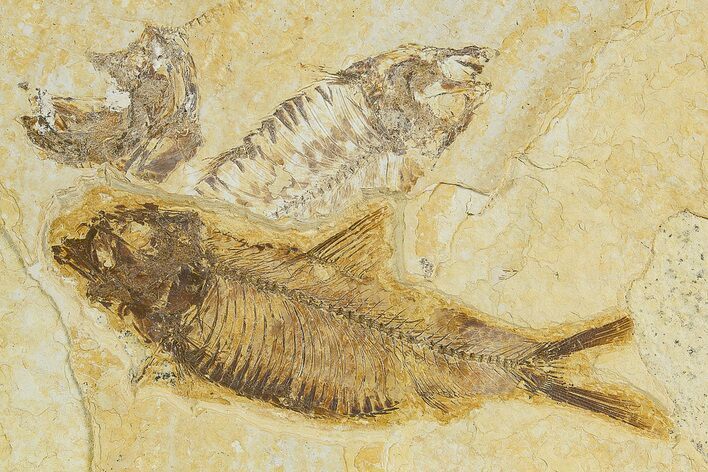 Detailed Fossil Fish (Knightia) - Wyoming #320157